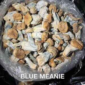 Blue Meanie Mushroom