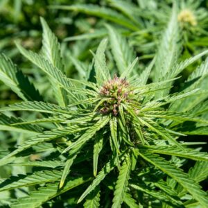 New Cali just landed